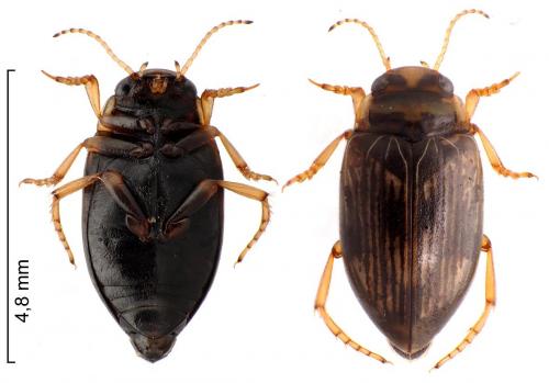 Réf. 232 774 : Oreodytes davisii